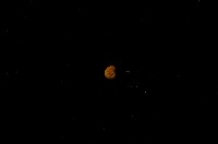 藏品(微小螺)的圖片